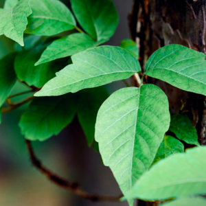 How to Identify and Treat Poison Ivy: A Guide from an Emergency Medicine Doctor