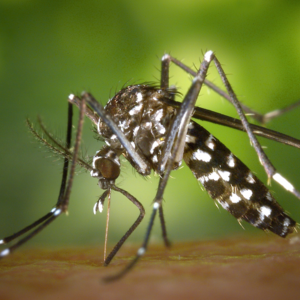 Elevated Eastern Equine Encephalitis (EEE) Risk in Southern NH - Your Next Steps